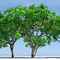 Arboreal Trees With Lush Green Foliage And Pink Flowers Against Blue Sky
