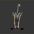 Complete Bird Skeleton Displayed on Wooden Base with Dark Background