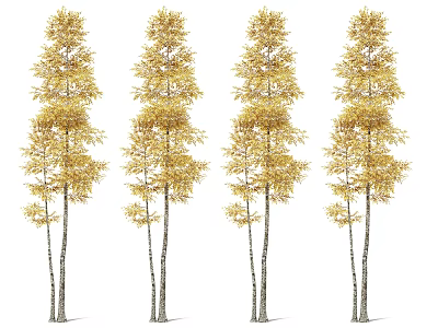 Four Birch Trees with White Trunks and Yellow Autumn Leaves 3d model