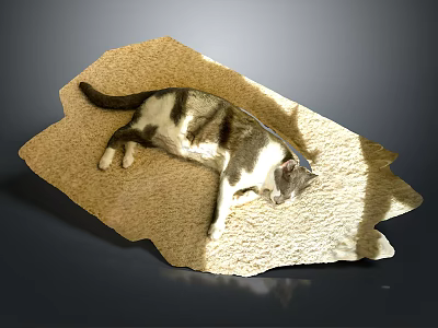 Calico Cat Lying Relaxed On Soft Beige Plush Carpet In Warm Sunlight 3d model