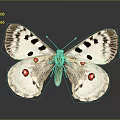 White Winged Butterfly With Black Spots And Red Eye Markings On Gray Background
