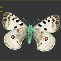 Modern Butterfly Moth Moth Animal Anime Character 3d model