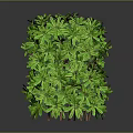 Green Leafy Plant With Lush Foliage In Cube Shape On Gray Background