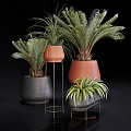 Bonsai Potted Plants with Lush Palm Fern Leaves in Terracotta Gray Pots on Metal Stands