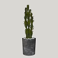 Cactus Bonsai Potted Plant in Gray Pot with White Pebbles Decoration