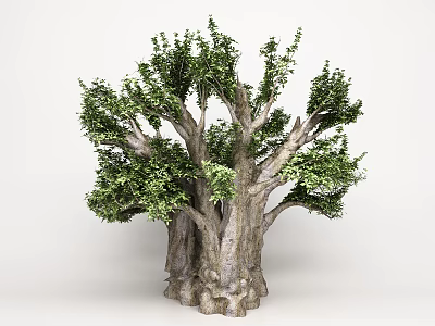 Tall Arbor With Multiple Thick Rough Trunks And Lush Green Foliage 3d model