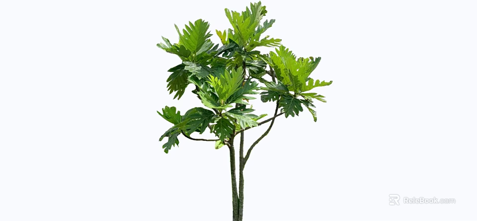 Lush Shrub With Broad Green Leaves And Slender Branching Stems 3d model 