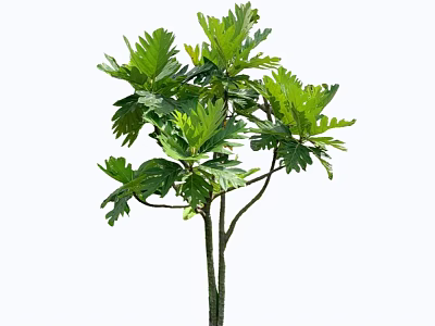 Lush Shrub With Broad Green Leaves And Slender Branching Stems 3d model