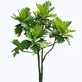 Lush Shrub With Broad Green Leaves And Slender Branching Stems