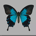 Vibrant Tropical Butterfly With Blue And Black Wings On Dark Background