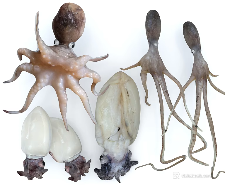 Fresh Octopus and Squid Marine Animals With Tentacles and Body Features 3d model 