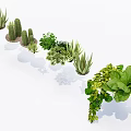 Various Bonsai Potted Plants with Cactus Succulents and Lush Green Foliage
