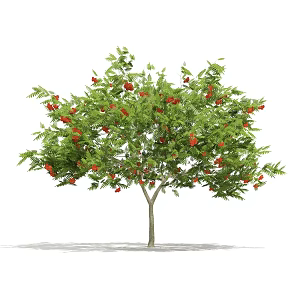 Plant Tree Outdoor Landscape Tree Garden Landscape Tree 3d model