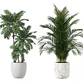 Large Green Potted Plants in White and Marble Textured Planters Home Decor