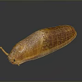 Orange Slug With Textured Body On Black Surface And Visible Reflection