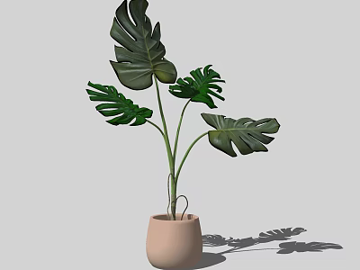 Monstera Potted Plant With Large Green Leaves In Light Brown Pot For Home Decor 3d model
