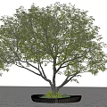 Lush Green Arbor Tree With Thick Trunk In Decorative Planter 3d model