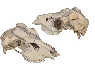 Medical Device For Animal Skull Anatomy Teaching And Research Specimens 3d model