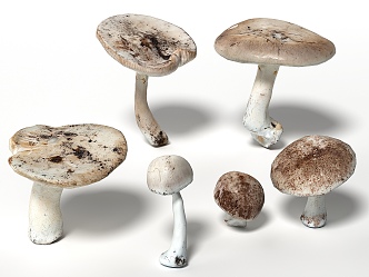 Modern Mushroom Shiitake 3d model