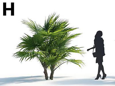 Lush Green Palm Tree with Broad Leaves and Woman Silhouette in White Setting 3d model