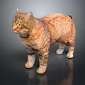 Orange and Brown Striped Cat with Short Fur Standing on Dark Reflective Surface