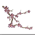 Beautiful Blooming Cherry Blossom Tree With Pink Flowers On Delicate Branches