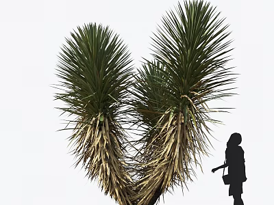 Heart Shaped Yucca Plant In Outdoor Garden With Silhouette Figure Nearby 3d model