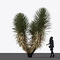 Heart Shaped Yucca Plant In Outdoor Garden With Silhouette Figure Nearby