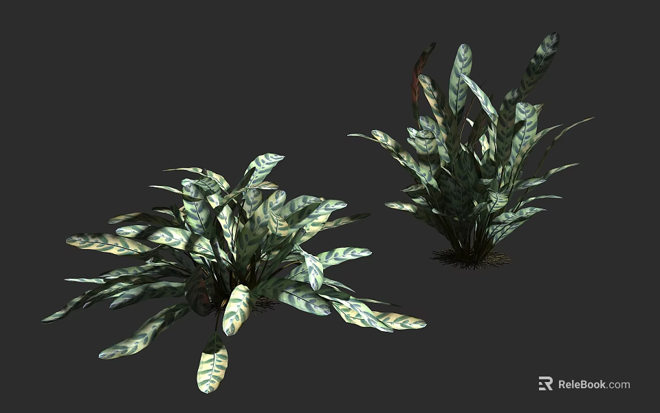 Two Lush Leafy Plants With Green And White Variegated Leaves And Vibrant Foliage 3d model 