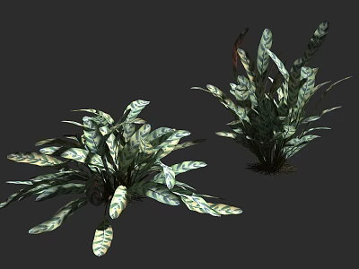 Two Lush Leafy Plants With Green And White Variegated Leaves And Vibrant Foliage 3d model