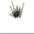 White Flowers With Long Green Leaves On Growing Plant Stems