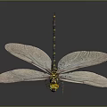 Vibrant Dragonfly With Transparent Wings Yellow Head And Striped Body On Dark Background