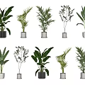 Indoor Potted Green Plants With Various Leafy Species In White Ceramic Pots