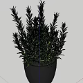 Fresh Green Rosemary Herb Potted Plant In Black Pot For Indoor Decoration