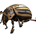Flying Animal Black and Yellow Striped Beetle Insect with Hard Exoskeleton Body Structure