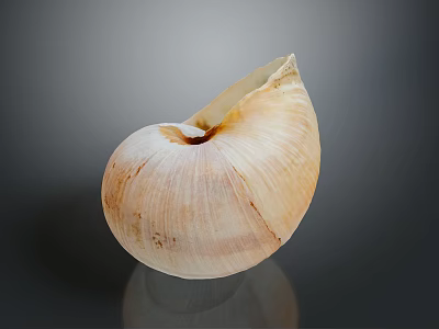 Natural Cream Brown Nautilus Shell With Spiral Patterns On Dark Reflective Surface 3d model