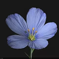 Blue Flax Flower Single Bloom with Petals and Stamen on Black Background