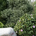 Tall Cypress Trees With Pink Flowers Stone And Lush Green Shrubs