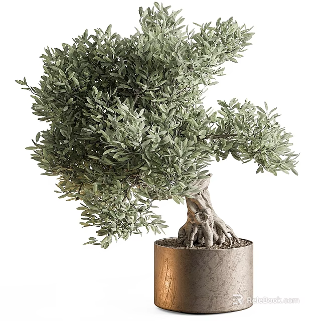 Lush Green Olive Bonsai Tree With Unique Trunk Exposed Roots In Cylindrical Pot 3d model 