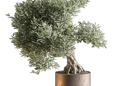 Lush Green Olive Bonsai Tree With Unique Trunk Exposed Roots In Cylindrical Pot 3d model