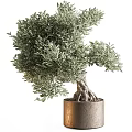 Lush Green Olive Bonsai Tree With Unique Trunk Exposed Roots In Cylindrical Pot