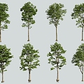 Tree Landscape Tree Street Tree 3d model