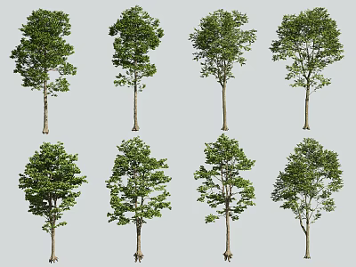 Arbor Specimens Exhibiting Various Growth Forms And Distinct Morphological Characteristics 3d model