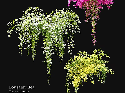 Three Varieties of Hanging Bougainvillea Plants With White Pink Yellow Flowers 3d model
