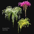 Three Varieties of Hanging Bougainvillea Plants With White Pink Yellow Flowers