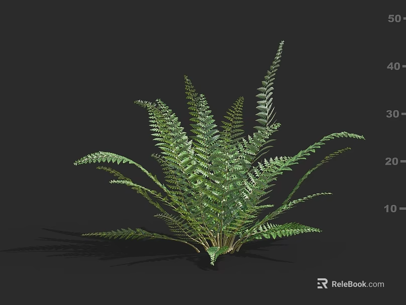 Feathery Frond Fern Plant With Lush Green Foliage For Indoor Decoration 3d model 