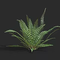 Feathery Frond Fern Plant With Lush Green Foliage For Indoor Decoration