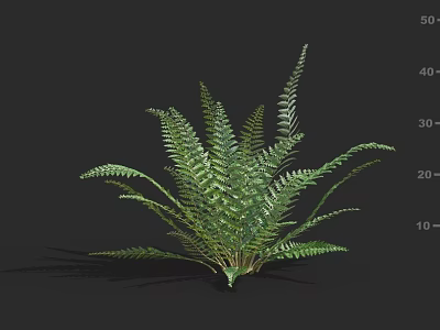 Feathery Frond Fern Plant With Lush Green Foliage For Indoor Decoration 3d model