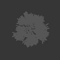 Vibrant Red Leaf Arbor Tree with Lush Foliage on Black Background
