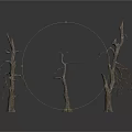 Three Leafless Trees With Thin Trunks And Bare Branches On White Background With Reflective Ground